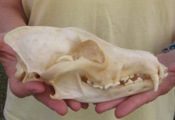 7-3/4 x 4" Coyote Skull - for $37