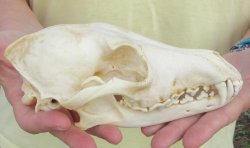 7-1/2 x 3-3/4" Coyote Skull - for $37