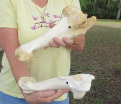 2 pc lot of B-Grade Buffalo Humerus Leg Bones 11 and 12 inch