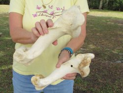 2 pc lot of B-Grade Buffalo Humerus Leg Bones 11 and 12 inch