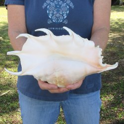  14" Giant Spider Conch 