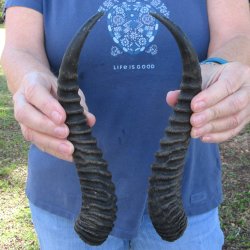 11" Matching pair of Male Springbok Horns 