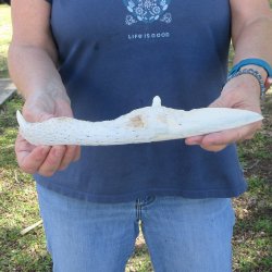 12" Alligator Jaw Bone Knife