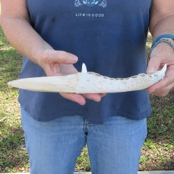 11" Alligator Jaw Bone Knife