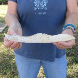 11" Alligator Jaw Bone Knife