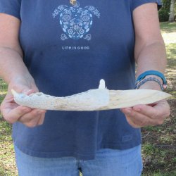 11" Alligator Jaw Bone Knife