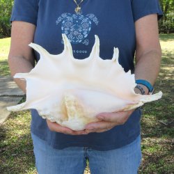 13" Giant Spider Conch