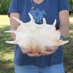 13" Giant Spider Conch