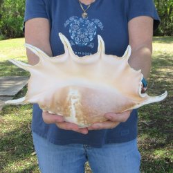13" Giant Spider Conch