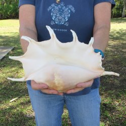13" Giant Spider Conch