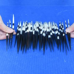 Fifty Thick African Porcupine Quills 6-1/2" to 7-1/2"
