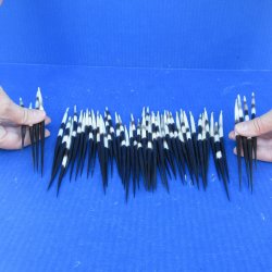 Fifty Thick African Porcupine Quills 6-1/2" to 7-1/2"