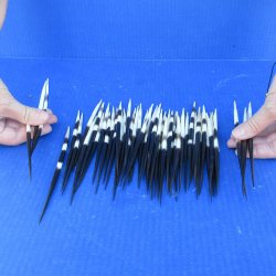 Fifty Thick African Porcupine Quills 6-1/2" to 7-1/2"