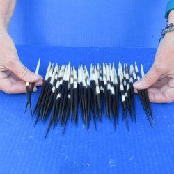 Fifty Thick African Porcupine Quills 6-1/2" to 7-1/2"
