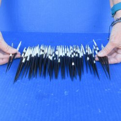 Fifty Thick African Porcupine Quills 6-1/2" to 7-1/2"
