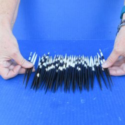 Fifty Thick African Porcupine Quills 6-1/2" to 7-1/2"