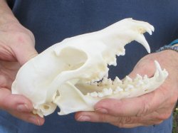 6" Red Fox Skull 