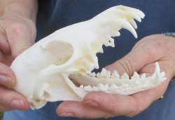 5-1/2" Red Fox Skull 