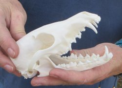5-1/2" Red Fox Skull 