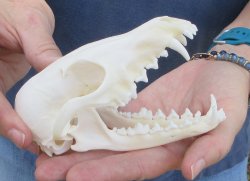 5-1/2" Red Fox Skull 