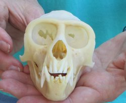 4" Male African Vervet Monkey Skull  (CITES P-000040541)