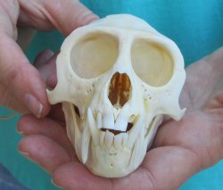 Slight B-Grade 4" Male African Vervet Monkey Skull  (CITES P-000040541)