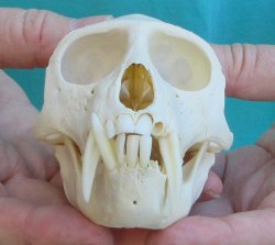 Slight B-Grade 4" Male African Vervet Monkey Skull  (CITES P-000040541)
