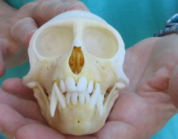 Slight B-Grade 4" Male African Vervet Monkey Skull  (CITES P-000040541)