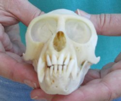 Slight B-Grade 4" Male African Vervet Monkey Skull  (CITES P-000040541)