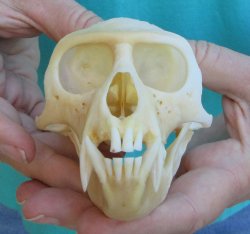 Slight B-Grade 4-1/4" Male African Vervet Monkey Skull  (CITES P-000040541)