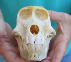 6-1/2" B-Grade Female Chacma Baboon Skull (CITES# P-000040541)