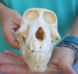 6-3/4" Sub-Adult Chacma Baboon Skull (CITES# P-000040541)