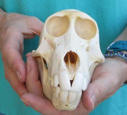 6-1/4" Sub-Adult Chacma Baboon Skull (CITES# P-000040541)