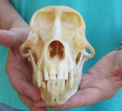 7-1/4" B-Grade Female Chacma Baboon Skull (CITES# P-000040541)