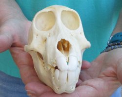 6" Sub-Adult Chacma Baboon Skull (CITES# P-000040541)
