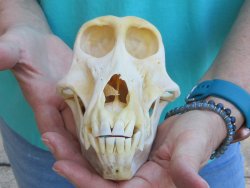 7-1/4" B-Grade Female Chacma Baboon Skull (CITES# P-000040541)