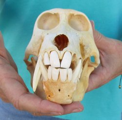 8" B-Grade Sub-Adult Male Chacma Baboon Skull (CITES# P-000040541)