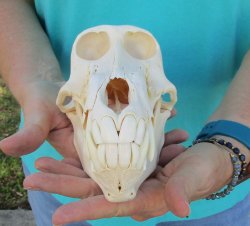 8" Sub-Adult Male Chacma Baboon Skull (CITES# P-000040541)