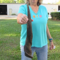 22-1/2" B-Grade Male Eland Horn 