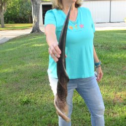 29" Polished Male Eland Horn 