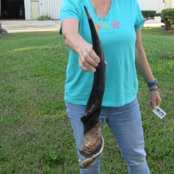 29" Polished Male Eland Horn 