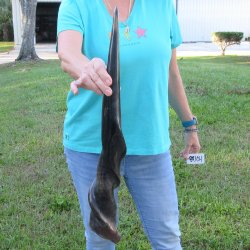 24-1/2" Polished Male Eland Horn 