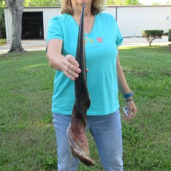 29" Polished Male Eland Horn 