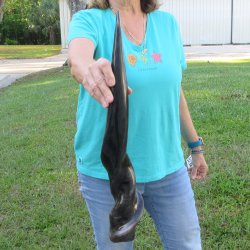 23-1/2" Polished Male Eland Horn 
