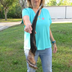 28-1/2" Polished Male Eland Horn 