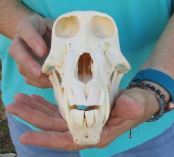 7-3/4" B-Grade Sub-Adult Male Chacma Baboon Skull (CITES# P-000040541)