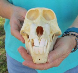 7-3/4" B-Grade Sub-Adult Male Chacma Baboon Skull (CITES# P-000040541)