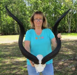 42 inch Kudu horns on skull plate 