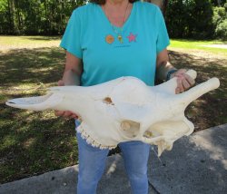 Real Female African Giraffe top skull (No Mandible)(CITES #P000040541) (Adult Signature Required)