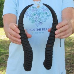 12" Matching Pair Male Springbok Horns 